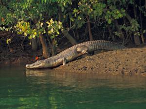 sundarban-crocodile_300x225